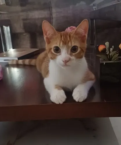 Lindo gatinho macho 4 meses
