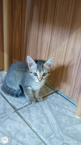 Adoção de duas gatinhas 