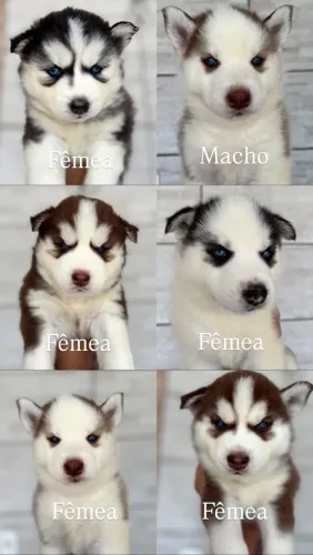 Vendo Husky Siberiano