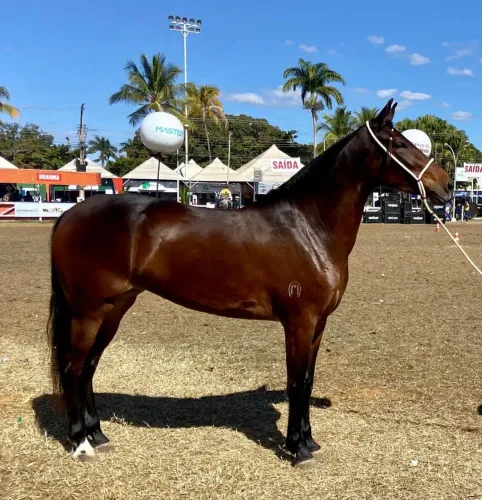 Potro preto Mangalarga Marchador