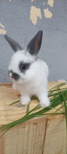Mini coelho (a fofurinha em miniatura )
