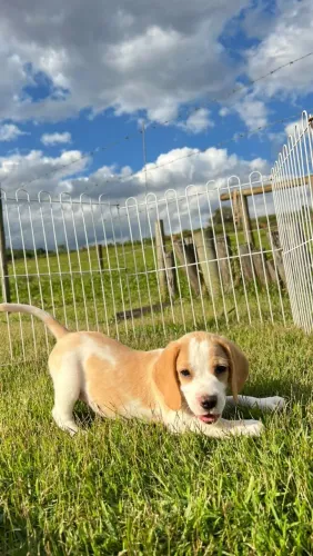 BEAGLES BICOLORES E TRICOLORES