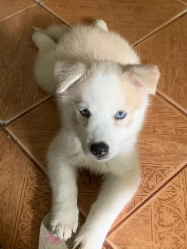 Husky siberiano 