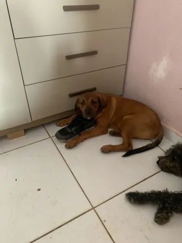 Cachorro para doação 