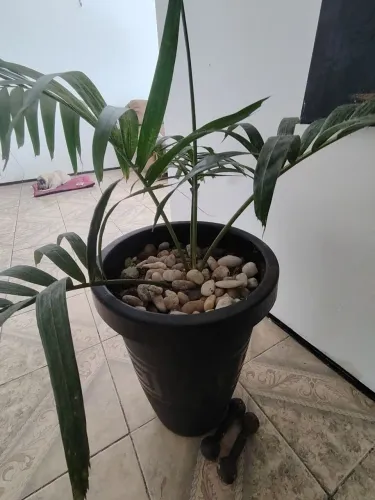 Jarros planta Palmeira