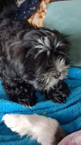 Filhote Lhyasa Apso