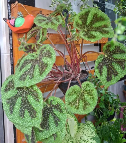 Planta begônia cruz de ferro 