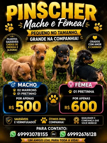 Pinscher número 1