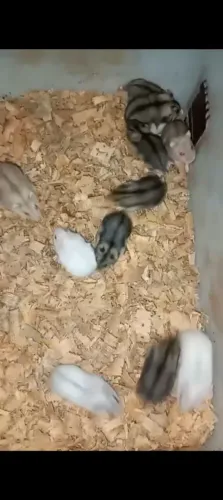 Hamster anão russo