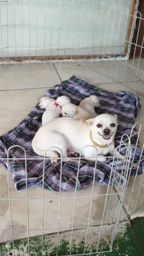 Filhotes de Chihuahua com pedigree para reserva 