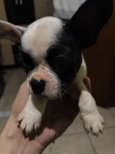 Vendo lindo filhote de Bulldog francês com pedigree