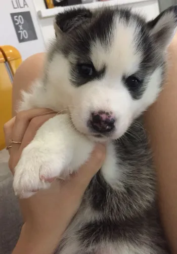 Husky siberiano um mimo que late