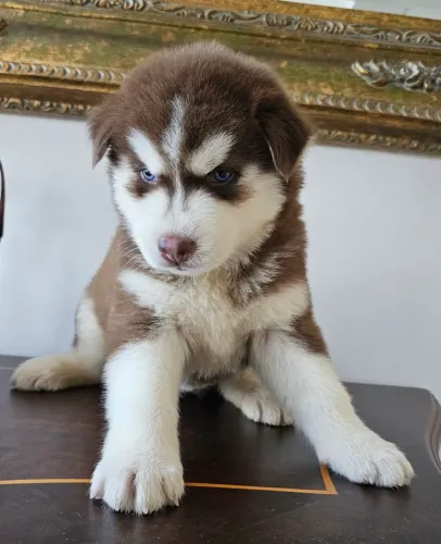 LINDOS FILHOTES DE LOBINHOS - HUSKY SIBERIANO