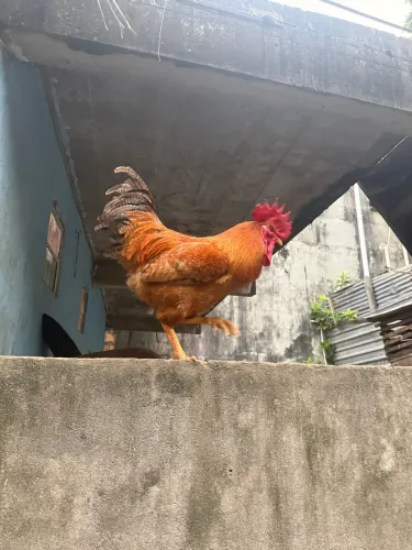 Vendo 4 galos caipirao