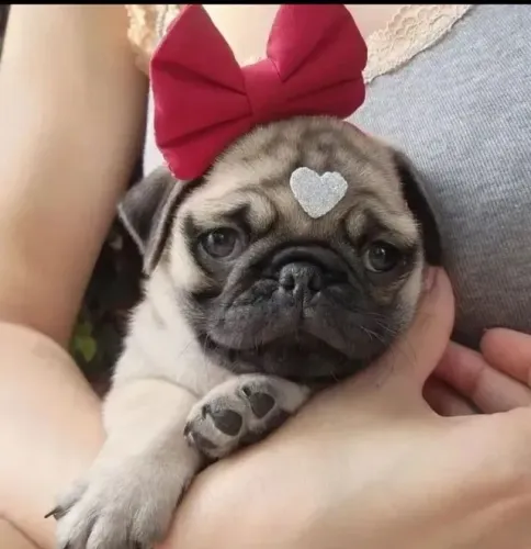 Filhotes de Pug |Ideal para companhia.