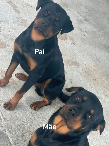 Filhotes de rottweiler 