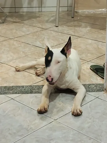 Bull Terrier 7 Meses
