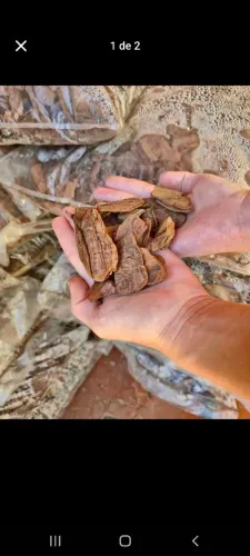 Cascas de pinus