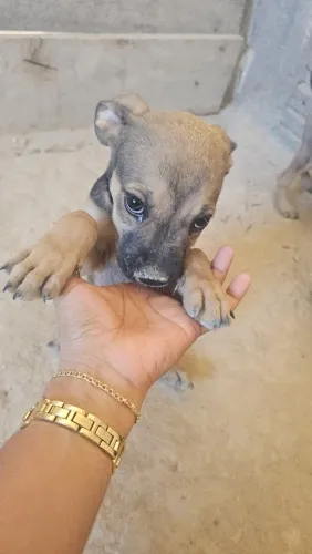 Filhotes de PitBull com Rotweiller