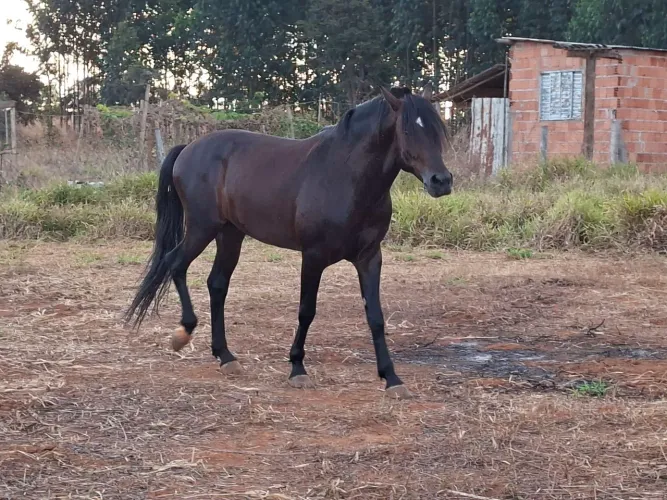 Cavalo Manga Larga Lindo, 5 Anos morfologia espetacular R$15.000
