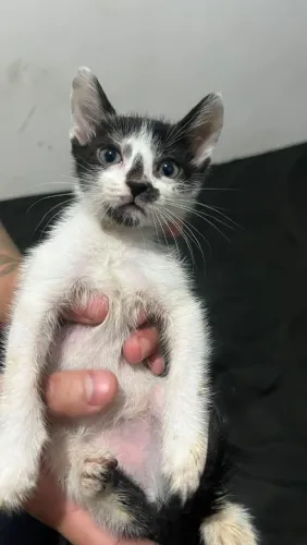 Doa- se gatinhos de 47 dias