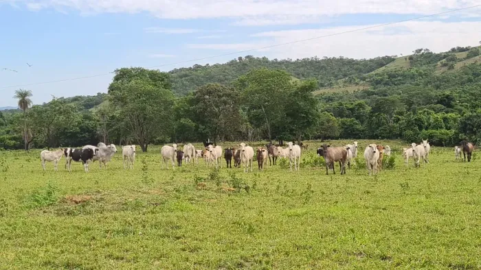 Fazenda a venda em Varjão / Goiás!!!
