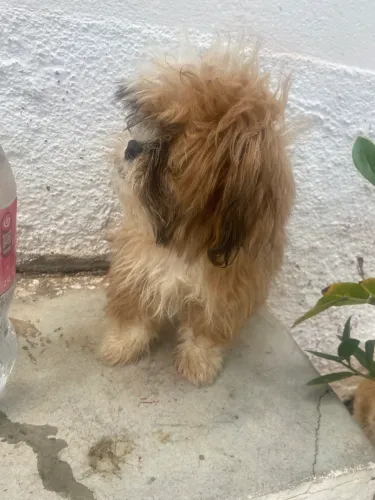 Vendo filhote de Shih Tzu