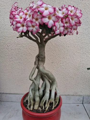 Rosa do deserto