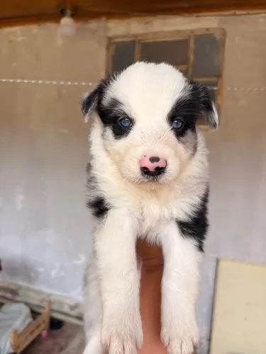 Filhotes de Border collie