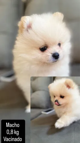 Spitz alemão (Lulu da Pomerania)