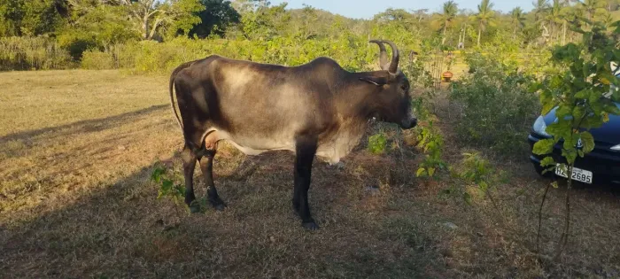 Vendo uma vaca
