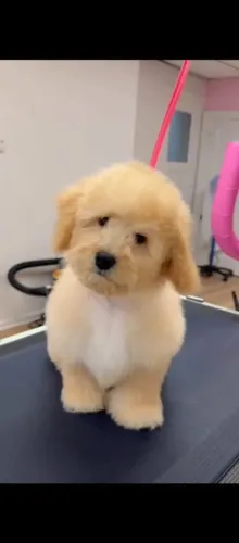 Poodle Toy macho 