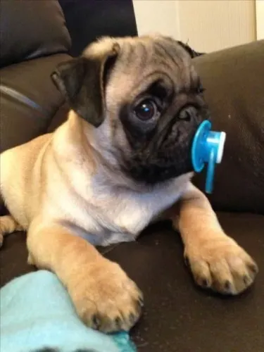 Pug Um Filhote Que Conquista No Primeiro Momento 