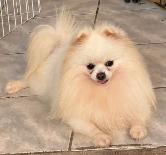 Spitz alemão ( Lulu da pomerania) para cobertura. 