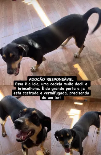 Adoção responsável