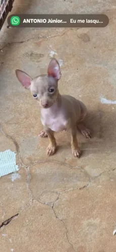 Lindo machinho de pinscher miniatura