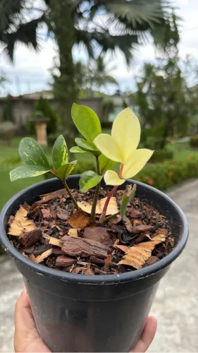 Zamioculca Variegata