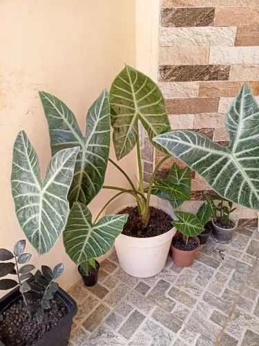 Vaso grande de alocasia