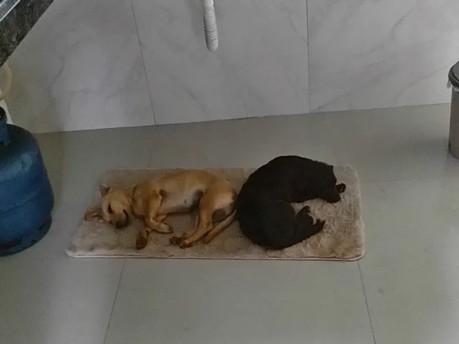 2 Cachorros um macho e uma Fêmea