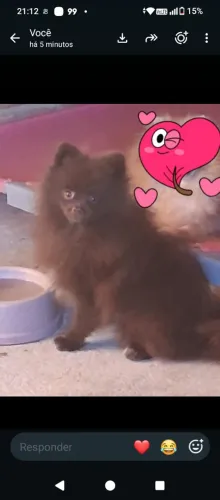 Padreador Spitz alemão disponível pra venda
