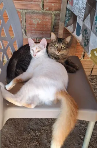 Doação de gato macho