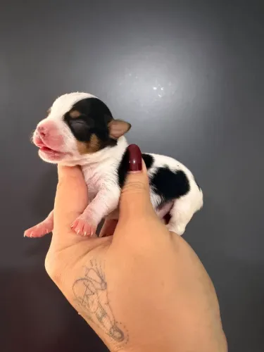 VENDO LINDO FILHOTE DE PINSCHER ZERO TRICOLOR!