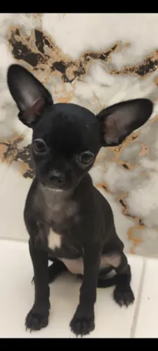Filhote de chihuahua