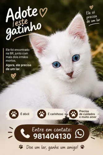 Gato filhote para DOAÇÃO