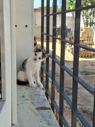 Doa-se gatinha com 1 mês e alguns dias