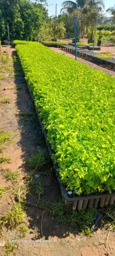 Mudas de Sanção do campo 