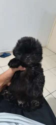 Filhotes de Shih Tzu Linhagem Chocolate a Pronta Entrega