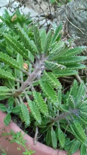 Suculenta