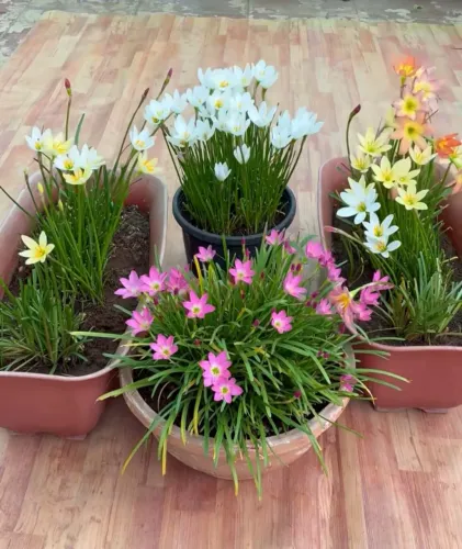 Planta lírio do vento kit com três cores