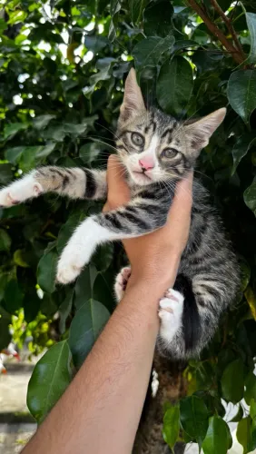 Adoção gato macho filhote